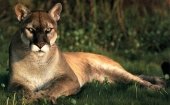 Dierenpark BestZOO